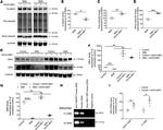 UBE1 Isoform A/B Antibody in Western Blot (WB)