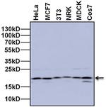 UBE2C Antibody in Western Blot (WB)