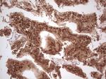 UBE2D2 Antibody in Immunohistochemistry (Paraffin) (IHC (P))