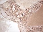 UBE2D2 Antibody in Immunohistochemistry (Paraffin) (IHC (P))