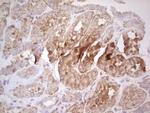 UBE2D2 Antibody in Immunohistochemistry (Paraffin) (IHC (P))