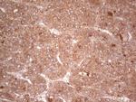 UBE2D2 Antibody in Immunohistochemistry (Paraffin) (IHC (P))