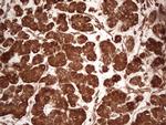 UBE2D2 Antibody in Immunohistochemistry (Paraffin) (IHC (P))