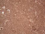 UBE2D2 Antibody in Immunohistochemistry (Paraffin) (IHC (P))