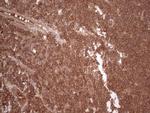 UBE2D2 Antibody in Immunohistochemistry (Paraffin) (IHC (P))