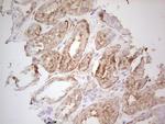 UBE2D2 Antibody in Immunohistochemistry (Paraffin) (IHC (P))