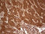 UBE2D2 Antibody in Immunohistochemistry (Paraffin) (IHC (P))