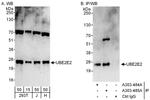 UBE2E2 Antibody in Western Blot (WB)