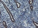 UBE2E3 Antibody in Immunohistochemistry (Paraffin) (IHC (P))