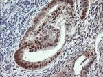 UBE2E3 Antibody in Immunohistochemistry (Paraffin) (IHC (P))