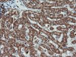 UBE2E3 Antibody in Immunohistochemistry (Paraffin) (IHC (P))