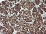 UBE2E3 Antibody in Immunohistochemistry (Paraffin) (IHC (P))