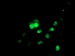 UBE2E3 Antibody in Western Blot (WB)