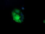 UBE2G2 Antibody in Immunocytochemistry (ICC/IF)