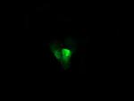 UBE2G2 Antibody in Immunocytochemistry (ICC/IF)