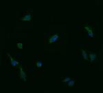 UBE2G2 Antibody in Immunocytochemistry (ICC/IF)