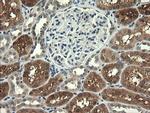 UBE2G2 Antibody in Immunohistochemistry (Paraffin) (IHC (P))