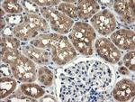 UBE2G2 Antibody in Immunohistochemistry (Paraffin) (IHC (P))