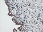 UBE2G2 Antibody in Immunohistochemistry (Paraffin) (IHC (P))