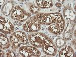 UBE2G2 Antibody in Immunohistochemistry (Paraffin) (IHC (P))