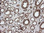 UBE2G2 Antibody in Immunohistochemistry (Paraffin) (IHC (P))