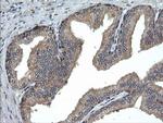 UBE2G2 Antibody in Immunohistochemistry (Paraffin) (IHC (P))