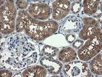 UBE2G2 Antibody in Immunohistochemistry (Paraffin) (IHC (P))