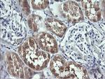 UBE2G2 Antibody in Immunohistochemistry (Paraffin) (IHC (P))