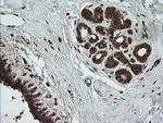 UBE2G2 Antibody in Immunohistochemistry (Paraffin) (IHC (P))