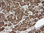 UBE2G2 Antibody in Immunohistochemistry (Paraffin) (IHC (P))