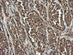 UBE2G2 Antibody in Immunohistochemistry (Paraffin) (IHC (P))