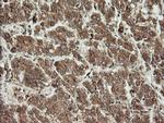 UBE2G2 Antibody in Immunohistochemistry (Paraffin) (IHC (P))