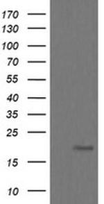 UBE2G2 Antibody in Western Blot (WB)