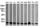 UBE2G2 Antibody in Western Blot (WB)