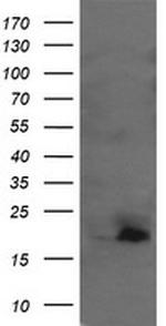 UBE2G2 Antibody in Western Blot (WB)