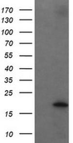 UBE2G2 Antibody in Western Blot (WB)