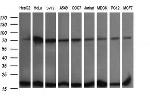 UBE2G2 Antibody in Western Blot (WB)