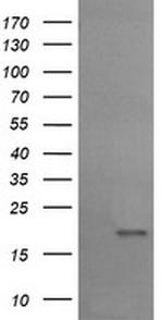 UBE2G2 Antibody in Western Blot (WB)