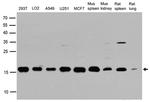 UBE2I Antibody in Western Blot (WB)