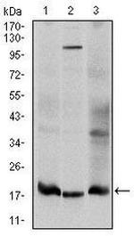 UBC9 Antibody in Western Blot (WB)