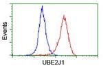 UBE2J1 Antibody in Flow Cytometry (Flow)