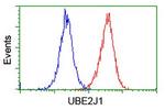 UBE2J1 Antibody in Flow Cytometry (Flow)