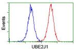 UBE2J1 Antibody in Flow Cytometry (Flow)