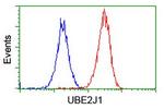 UBE2J1 Antibody in Flow Cytometry (Flow)