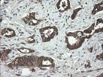 UBE2J1 Antibody in Immunohistochemistry (Paraffin) (IHC (P))