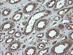 UBE2J1 Antibody in Immunohistochemistry (Paraffin) (IHC (P))