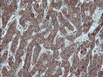 UBE2J1 Antibody in Immunohistochemistry (Paraffin) (IHC (P))