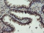 UBE2J1 Antibody in Immunohistochemistry (Paraffin) (IHC (P))