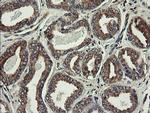 UBE2J1 Antibody in Immunohistochemistry (Paraffin) (IHC (P))