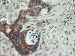 UBE2J1 Antibody in Immunohistochemistry (Paraffin) (IHC (P))